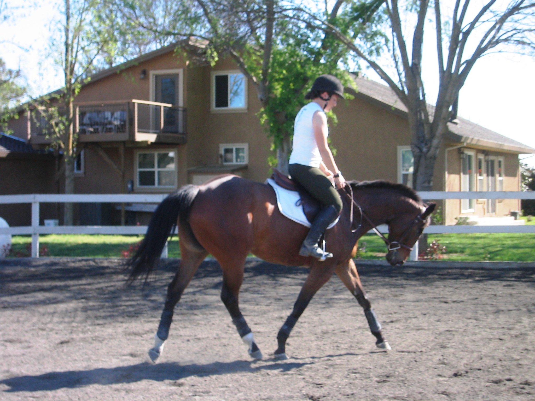 Prestige EquestriansThoroughbred Jumper Horse For Sale Prestige's Pride N' Joy